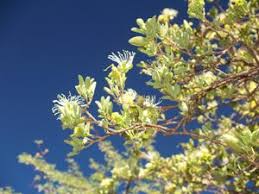 Image result for Maerua nervosa