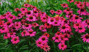 Daisy, leaf, poppy, rose, vintage floral, sunflower Wallpaper 3840x2248 Px Beauty Earth Flowers Gardens Landscapes Love Nature Romance Rose Spring 3840x2248 Goodfon 1746057 Hd Wallpapers Wallhere