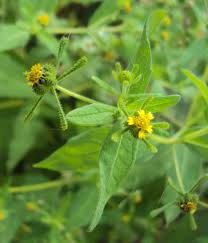 Image result for Sigesbeckia