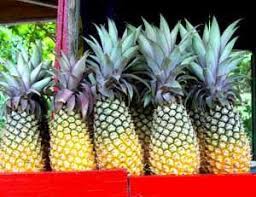 From the black pineapple to the big apple: Pin On Antigua
