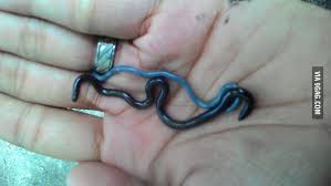 Check spelling or type a new query. Look What I Found A Black And Blue Baby Snakes D 9gag