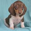 It's also free to list your litters and puppies for sale on our site. 1
