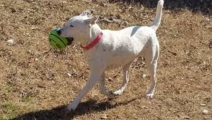 Find a dog boarding facility we know that your pets are a valued part of your family, and that leaving them in the hands of strangers can sometimes be tough to do. Dog Boarding Clemmons Nc Godbey Creek Canine Rescue