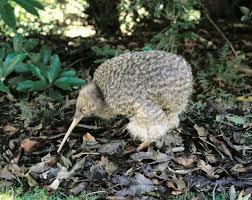 Facts About Kiwis Bird Kiwi Bird Animal Articles