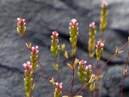 Image result for Rotala tenella