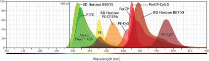 Multicolor Flow Cytometry Bd Biosciences Us