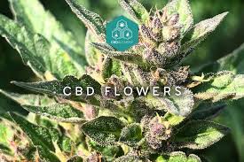 Buy Premium CBD Hemp Flowers - A Guide to the Best CBD Flower Strains in  2023 | CBD Alchemy