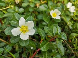 Image result for Ludwigia adscendens