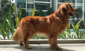 Golden retrievers have an instinctive love of water, and are easy to train to basic or advanced obedience standards. Golden Retriever Stud Dog Service Dog Training Singapore