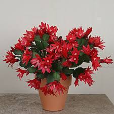 The easter cactus is the most difficult out of all the holiday cacti to grow and care for. Easter Cactus Scorpius Rhipsalidopsis Gaertneri