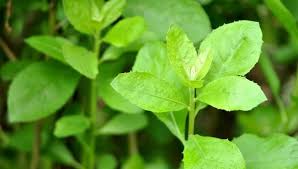 Check spelling or type a new query. 7 Manfaat Daun Ungu Untuk Kesehatan Selain Buat Wasir