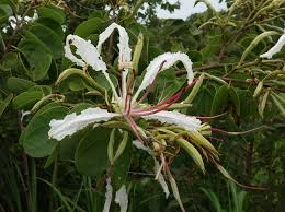 Image result for Bauhinia macrantha