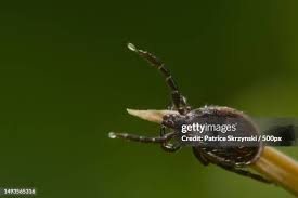 Image result for Trombicula autumnalis