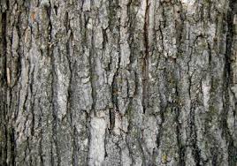 The brownish hue of sugar maple bark help separate it from the grayish bark of red maple. Harvesting Maple Syrup In South Dakota