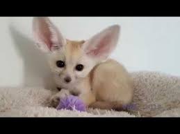 Cute baby fennec fox pictures. Cutest Baby Fennec Fox Youtube