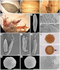 Image result for Spermacoce sphaerostigma