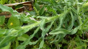 Image result for Erigeron bonariensis