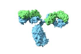 Antibody Immunoglobulin Protein Model Model 3d Model 3d Anatomy