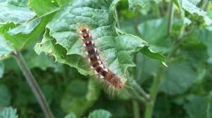 Caterpillars are larvae in the class insecta that turn into beautiful moths or butterflies. Invasion Of Toxic Caterpillars Closes Parts Of Seaside Town Bbc News