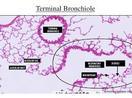 Histology of trachea and lung 1. Respiratory System Histology Ppt Download