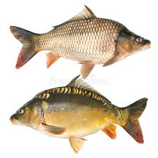 Common Carp Cyprinus Carpio Isolated On White Ad Cyprinus Carp Common White Isolated Ad Common Carp Carp Fish