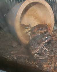 Image result for Funny Faces, Frogs, Spiders, Snakes 2. Daily Events: Lessons, Love, Luck, Tests Over Times: Paths Crossed: Trades.