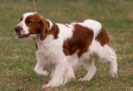 Image result for irský červenobílý setr