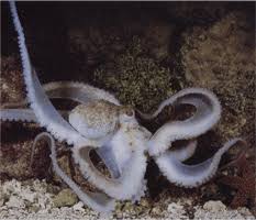 Ahtapot Veya Ahtapot Bir Ahtapotun Kac Kalbi Var Ahtapotun Yapisi Fotograf