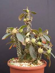 Image result for Dorstenia