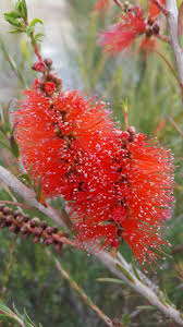 Image result for Melaleuca lateritia