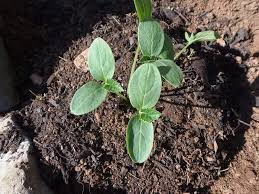 It all begins with great soil. How To Plant Cucumbers