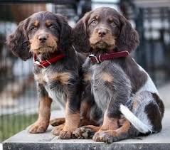 COI Chronicles Part III