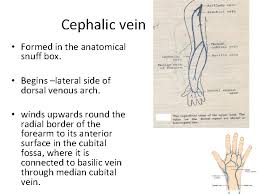 The name originates from the use of this surface for placing and then sniffing powdered tobacco, or snuff.it is sometimes referred to by its french name tabatière Venous Drainage And Lymphatics Of The Upper Limb