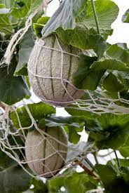 Use a soil that primarily contains compost, peat, and. Cantaloup Cultive En Contenant Soin Du Cantaloup En Pots Fr Haenselblatt Com