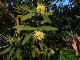 Image result for Gnidia