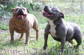 The staffordshire bull terrier is slightly longer than they are tall, and relatively wide, giving them a low center of gravity and firm stance. Petclube Filhotes Caes Bully Gatos Gigantes Criadores Ecologicamente Corretos Blue Staffordshire Bull Terrier Usa Uk Brasil Puppies