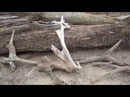 Finding Driftwood For An Aquarium Aquarium Driftwood Driftwood For Sale Driftwood Decor