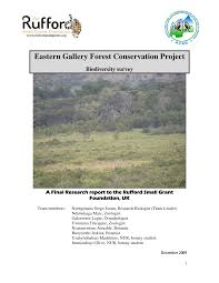 Image result for Celosia stuhlmanniana