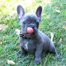 French bulldog puppy for sale near california, palo alto, usa. Rare Blue French Bulldog Puppies For Sale Zoe Fans Blog Blue French Bulldog Puppies Mini French Bulldogs