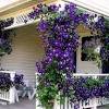 Blooms attract butterflies and hummingbirds. 1