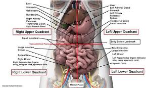 Various organs which are seen in the lower left side of an abdomen are the continuation of all those that are located in the upper portion of the abdomen. What Are Some Characteristics Of The Organs Under The Left Side Of The Rib Cage Quora