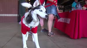 Hogan's husky heroes a memphis, tn 38111 rescue helping to find loving homes for dogs. Web Extra Dog Owners Bring Their Pups To Autozone Bark Wait That S Autozone Park For Woof Wednesday Localmemphis Com