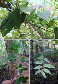 Image result for Cissus welwitschii