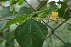 Image result for Rhynchosia albissima