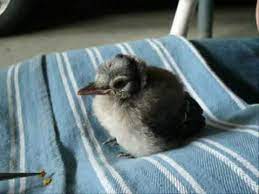 Feeding Orphan Blue Jay Fledgling Youtube