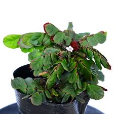 Image result for Biophytum