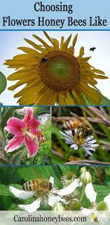 This list of flowers for the bees will make a beautiful pollinator garden that is beneficial for both us and the. Flowers For Honey Bees Choosing The Best Best Flowers For Bees Honey Bee Flowers Bee Friendly Flowers