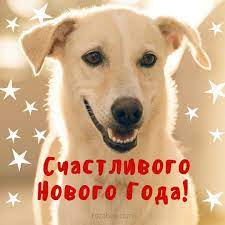 ochen skoro vsemi lyubimyj prazdnik novyj god god sobaki vperedi otpravte otkrytku druzyam i lyubimym s pozhelaniem schastlivogo nov otkrytki novyj god nadpisi