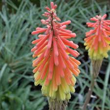 We did not find results for: Fire Dance Kniphofia Plants For Sale Red Hot Poker Free Shipping
