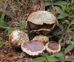 Image result for Scleroderma polyrhizon